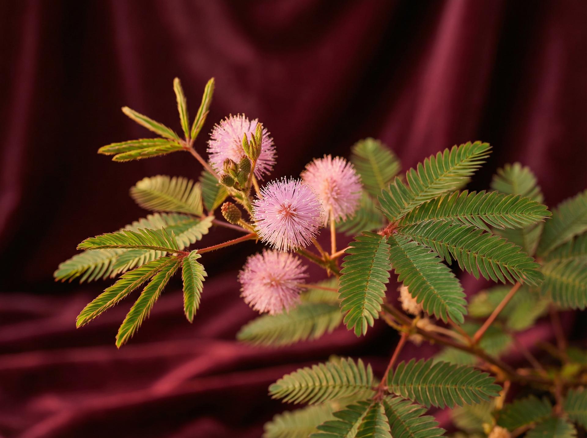 抖音风植物视频 - 含羞草养护视频教程