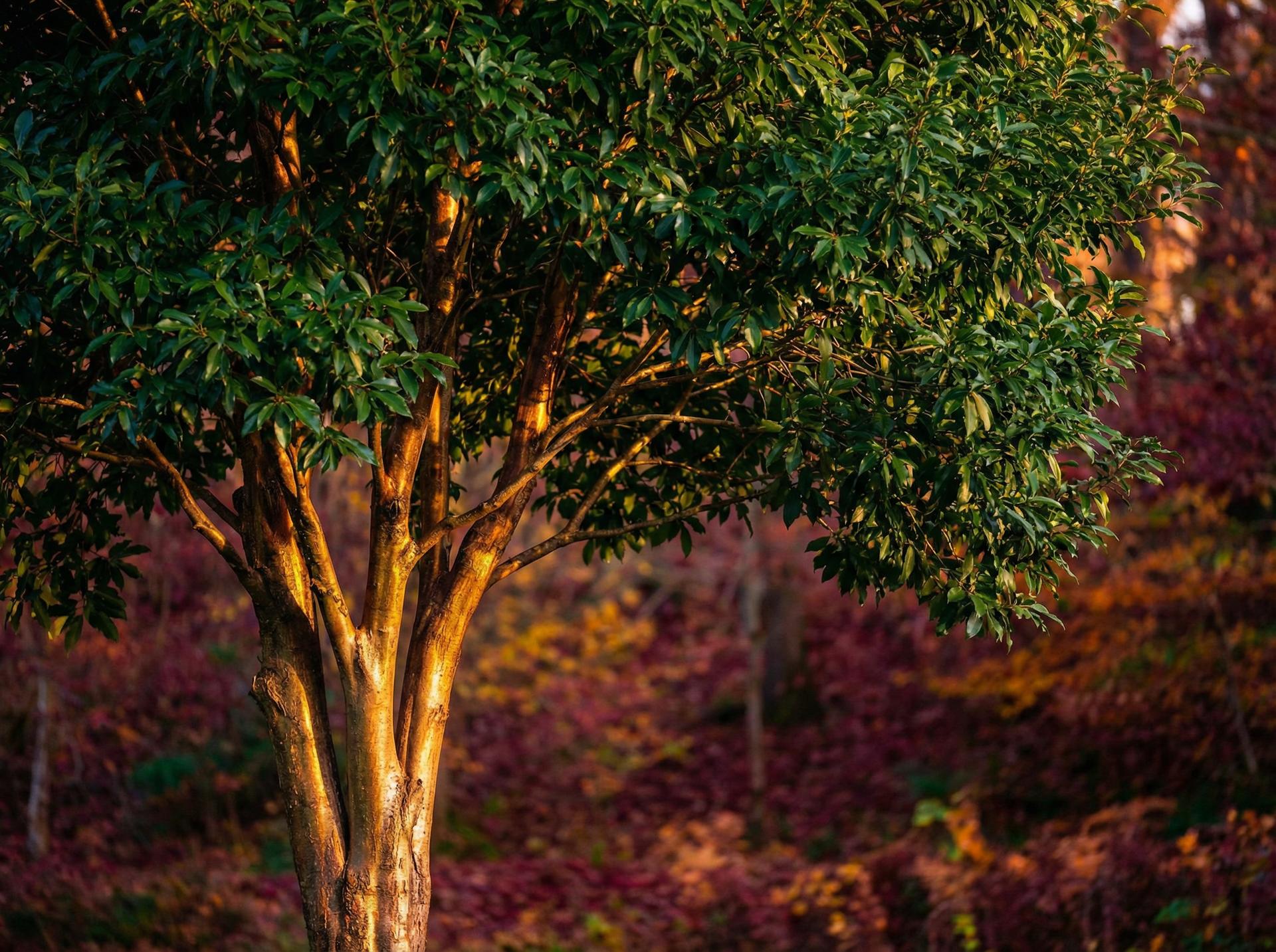 抖音风植物保护视频